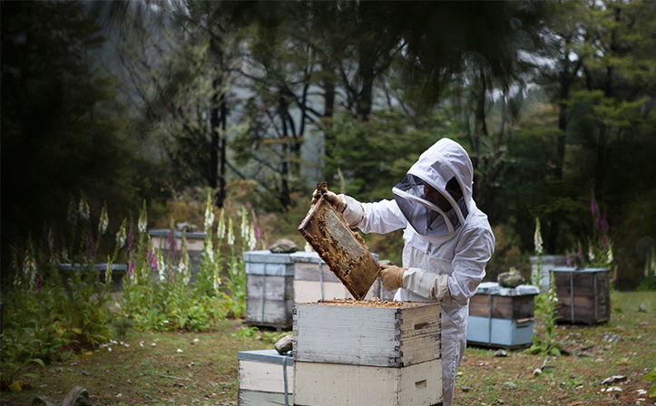 AQ Verification and Certification Apiculture
